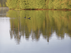 BWCA 1