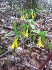 Even in spring when wildflowers shout from every direction, it's not about the flowers, it's about the visitor.